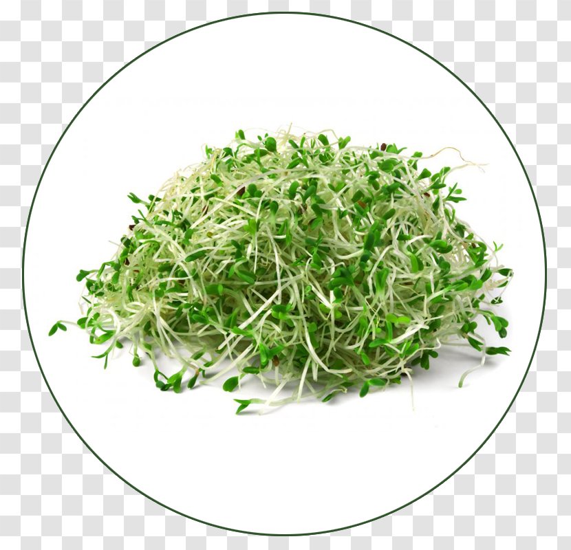 Organic Food Sprouting Alfalfa Seed Germination - Protein Transparent PNG