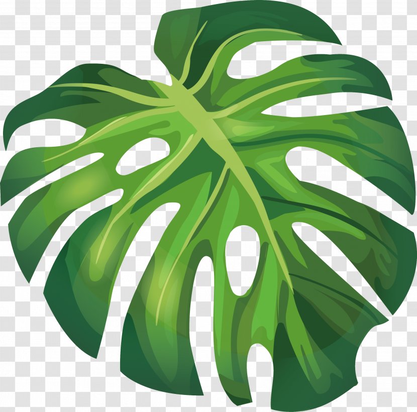 Leaf Arecaceae Euclidean Vector Illustration - Product Design - Green Summer Banana Leaves Transparent PNG