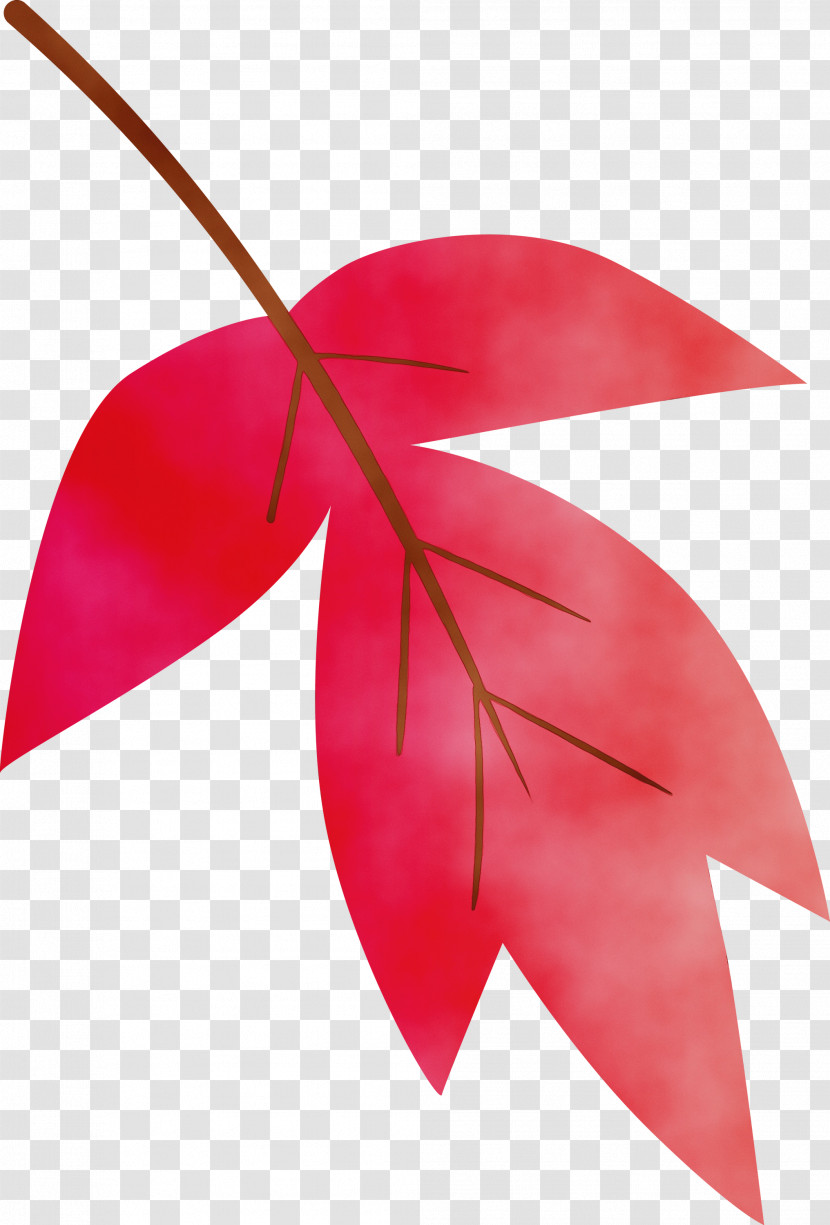 Leaf Red Plant Tree Anthurium Transparent PNG