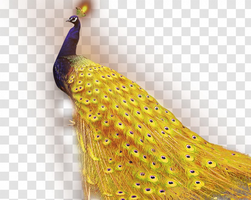 1+1=2 Golden App Android Application Package Peafowl - Software - Exquisite Peacock Transparent PNG