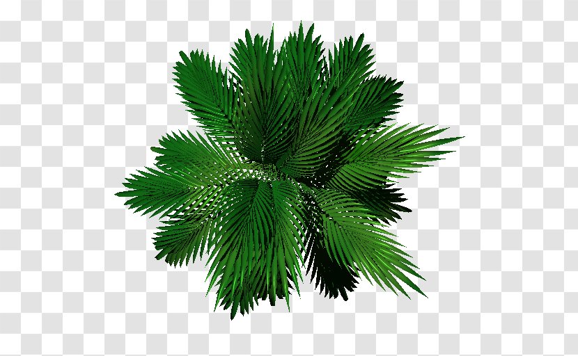 Palm Trees Leaf Evergreen Pine - Tree - Texture Transparent PNG