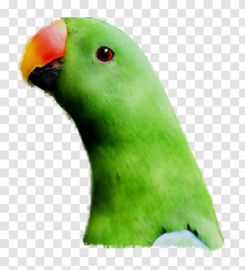 Lovebird Parakeet Pet Beak Fauna - Parrot - Piciformes Transparent PNG