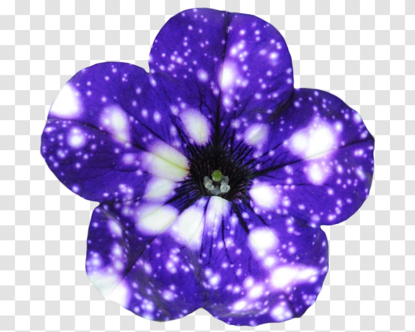 Flower Galaxy Night Sky Petunia Universe - Seed Transparent PNG