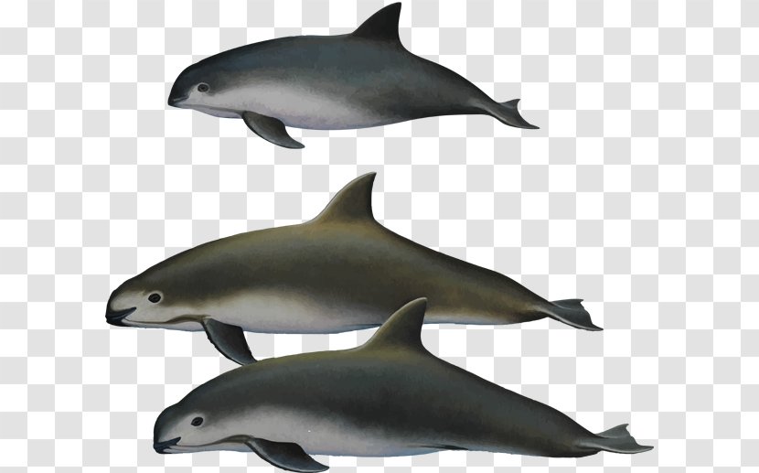 Harbour Porpoise Toothed Whale Vaquita Endangered Species - Fin - The Republic Of Korea Transparent PNG