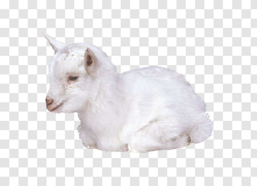 Goat Livestock Merino Fodder Transparent PNG