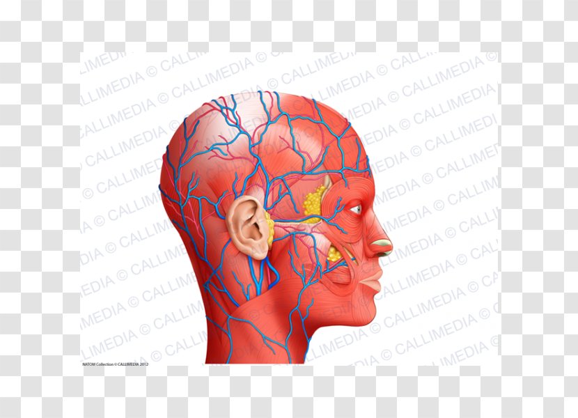 Nose Muscle Blood Vessel Human Anatomy Head - Flower Transparent PNG
