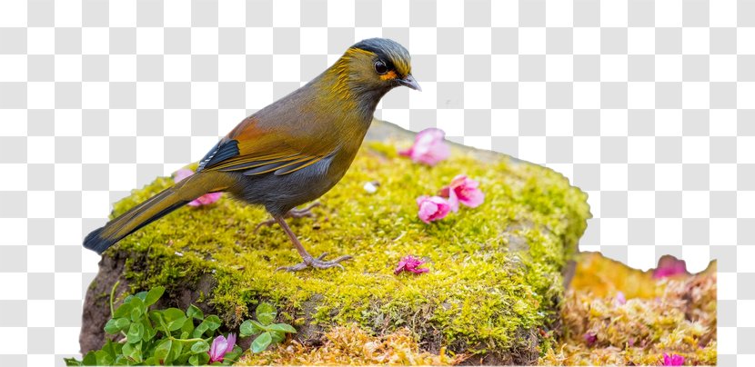 Bird Desktop Wallpaper Cat Image Animal - Metaphor - Different Transparent PNG