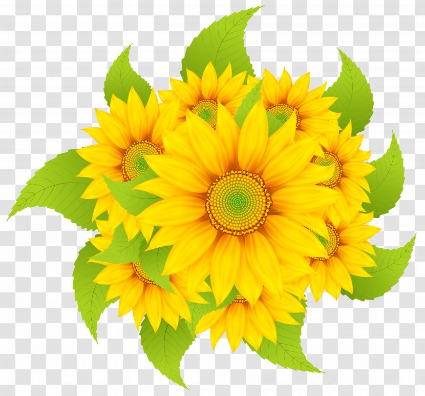 Common Sunflower Clip Art - Daisy - Sunflowers Decoration Clipart Image Transparent PNG