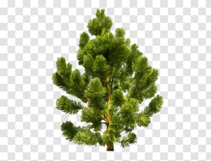 Conifers Conifer Cone Scots Pine Spruce - Colorado - Cedrus Outline Transparent PNG