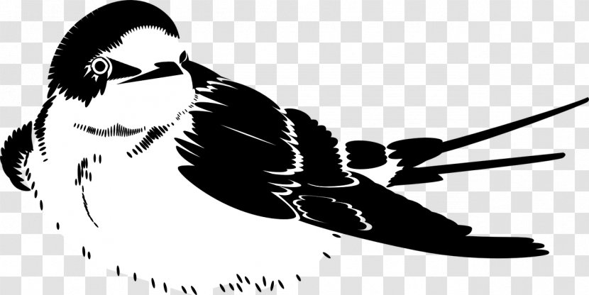 Photography - Black And White - Blue Swallow Transparent PNG