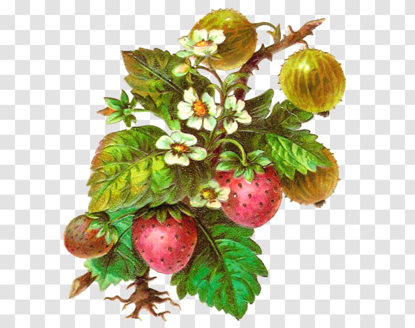 Juice Fruit Strawberry Berries Clip Art - Vegetable Transparent PNG