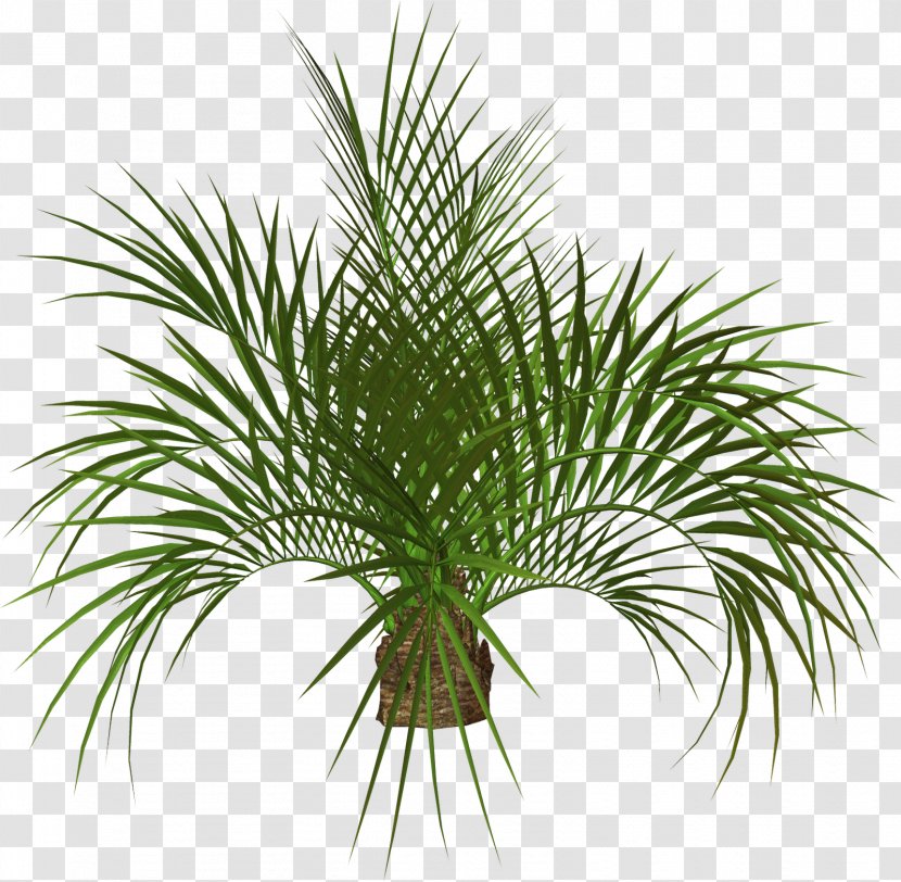 Arecaceae Tree Plant Clip Art - 3d Modeling - Palm Transparent PNG