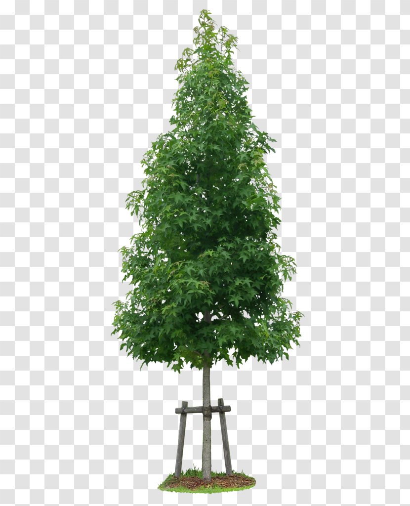 Liquidambar Formosana Sweetgum Tree Image - Spruce - Plants Transparent PNG
