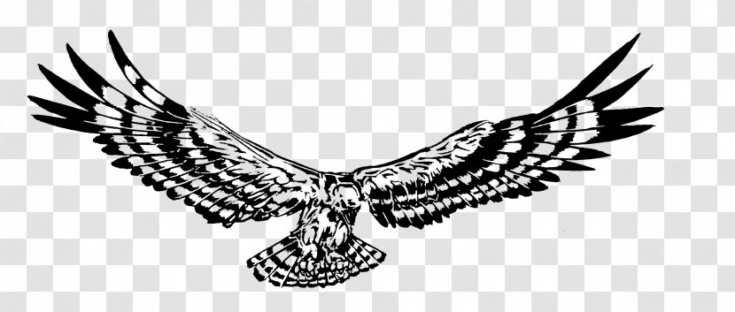 Bird Of Prey Hawk Eagle Tree Transparent PNG