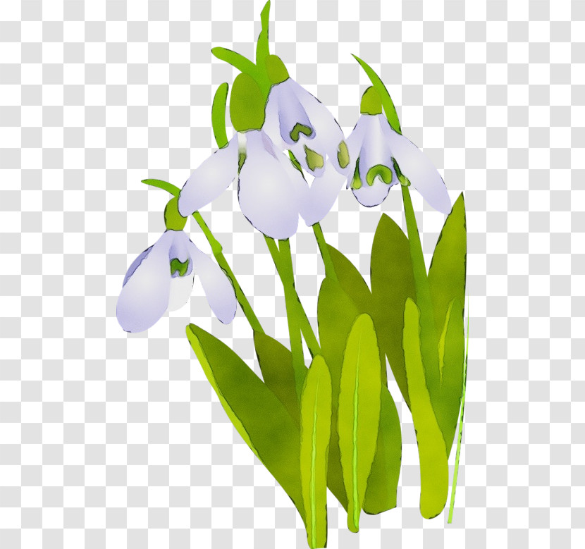 Flower Galanthus Snowdrop Plant Petal Transparent PNG