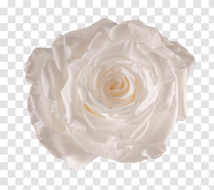 Centifolia Roses Flower Preservation White Garden - Yellow Transparent PNG