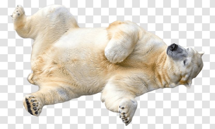 Polar Bear American Black Clip Art - Dog Breed Transparent PNG
