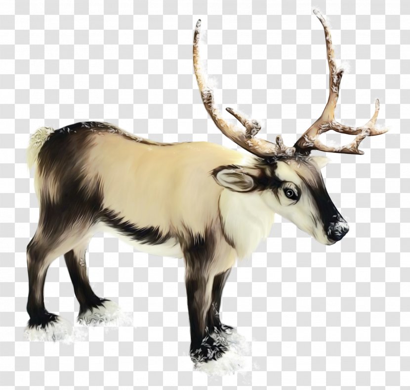 Santa Claus - Deer - Antelope Barren Ground Caribou Transparent PNG