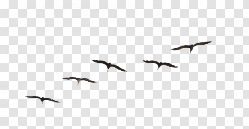 Flight Bird Migration Flock Travel Transparent PNG