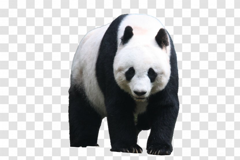 Giant Panda Hamilton 70th Tony Awards Musical Theatre - Face Of The Sign Transparent PNG