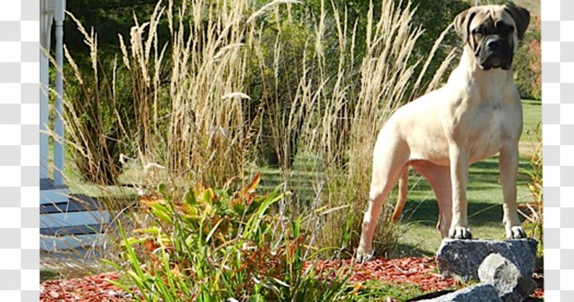 Dog Breed Sloughi Whippet Great Dane Grasses - Bullmastiff Transparent PNG