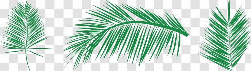 Leaf Palm Branch Arecaceae Clip Art - Scalable Vector Graphics - Areca Tree Needle Ye Lin Transparent PNG
