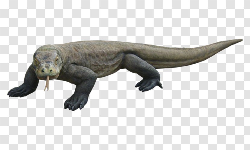 Komodo Dragon Reptile Lizard Image - Organism Transparent PNG