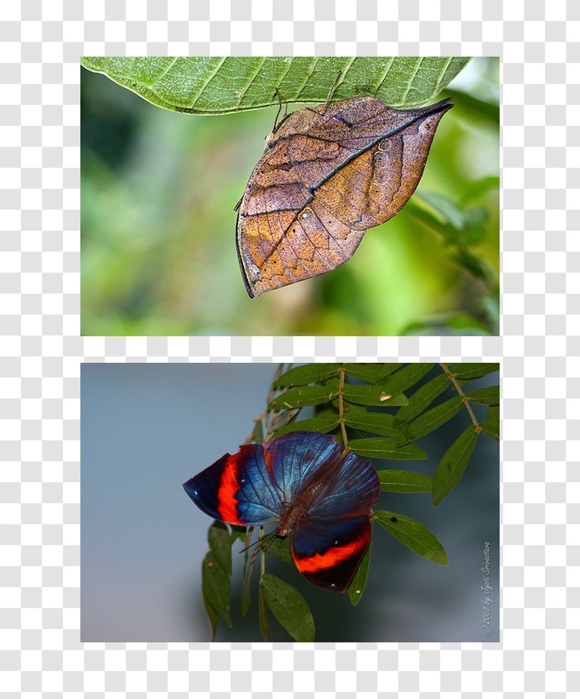 Peggy Notebaert Nature Museum Brush-footed Butterflies Butterfly Crypsis Insect - Plant Transparent PNG