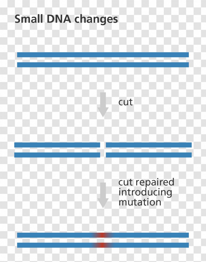 Genome Editing Zinc Finger Nuclease DNA - Mutation - Technology Transparent PNG