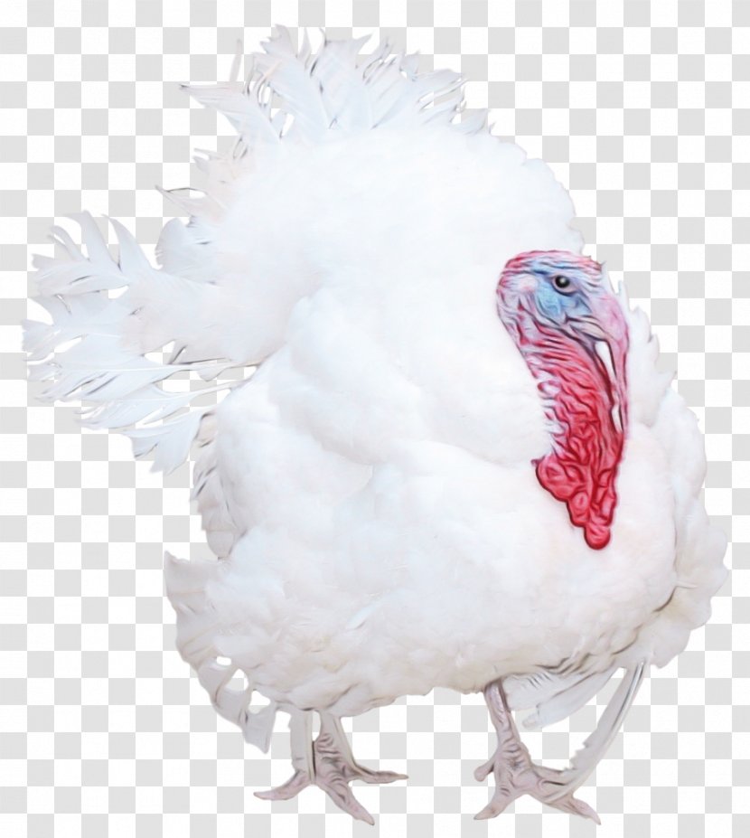 Feather - Wild Turkey - Beak Transparent PNG