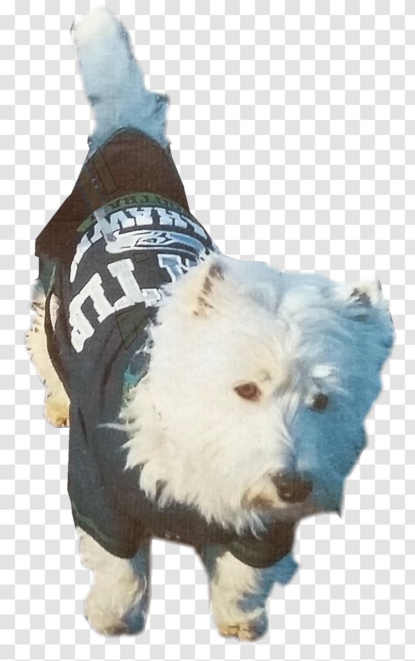 West Highland White Terrier Dog Breed Puppy - Razas Nativas Vulnerables Transparent PNG