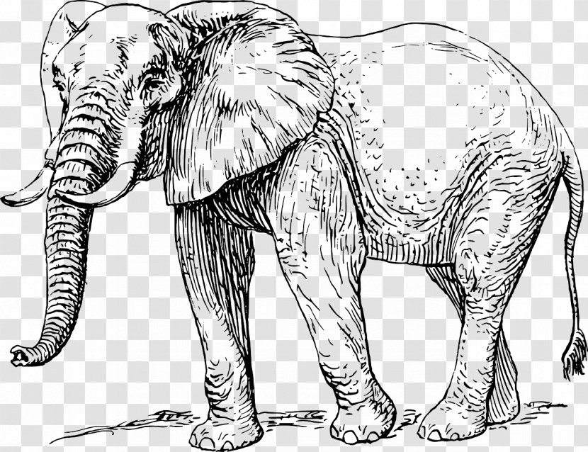 Asian Elephant African Drawing Clip Art Transparent PNG