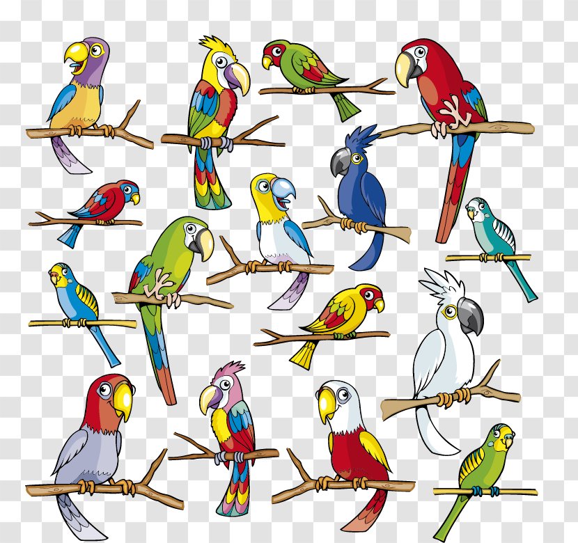 Vector Graphics Image Cartoon Cuteness Painting - Budgie - Parrot Transparent PNG