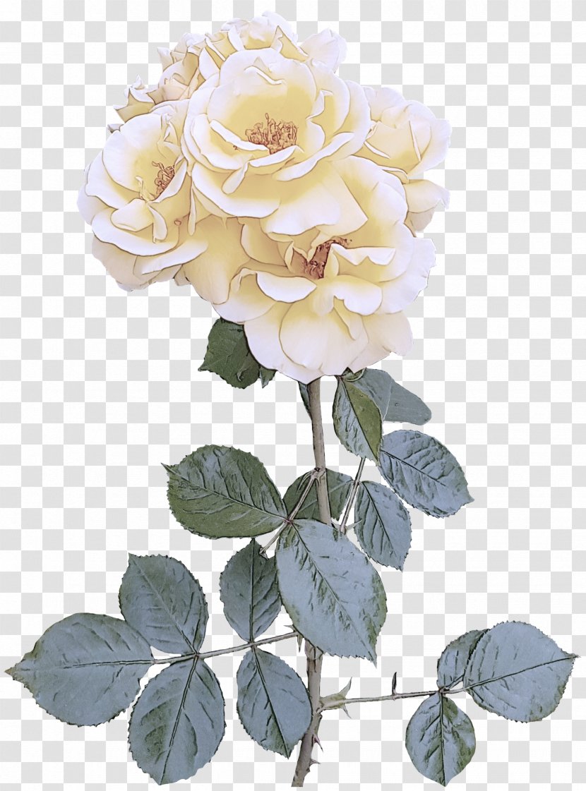 Garden Roses - Rose Family Plant Transparent PNG