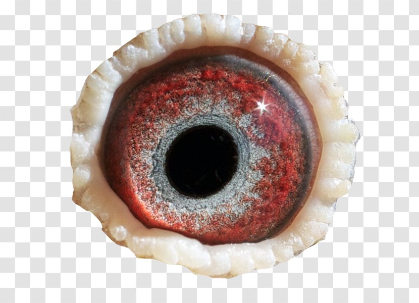 Eye Close-up - Mouth Transparent PNG