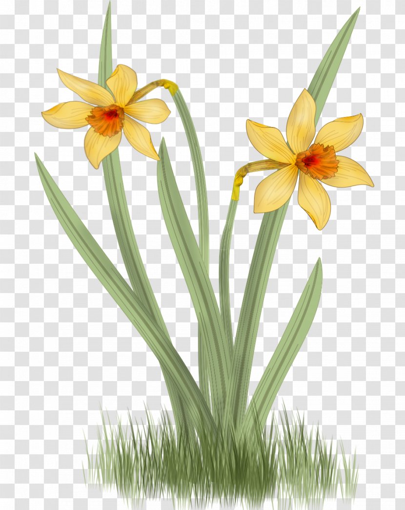 Daffodil Narcissus Flower Drawing Clip Art Transparent PNG