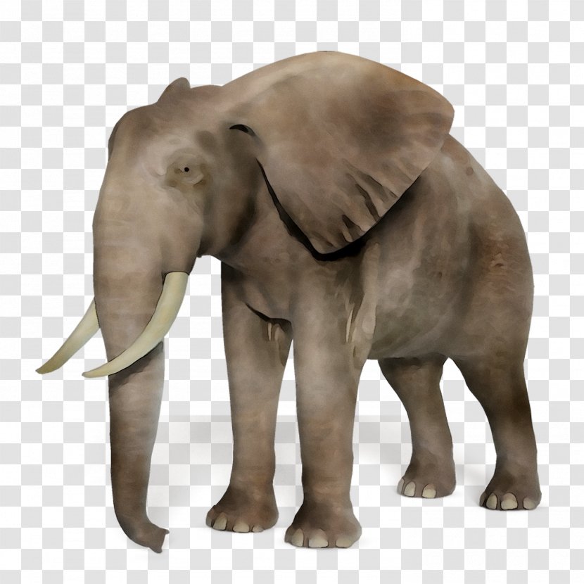 African Elephant Asian Tusk - Project Transparent PNG