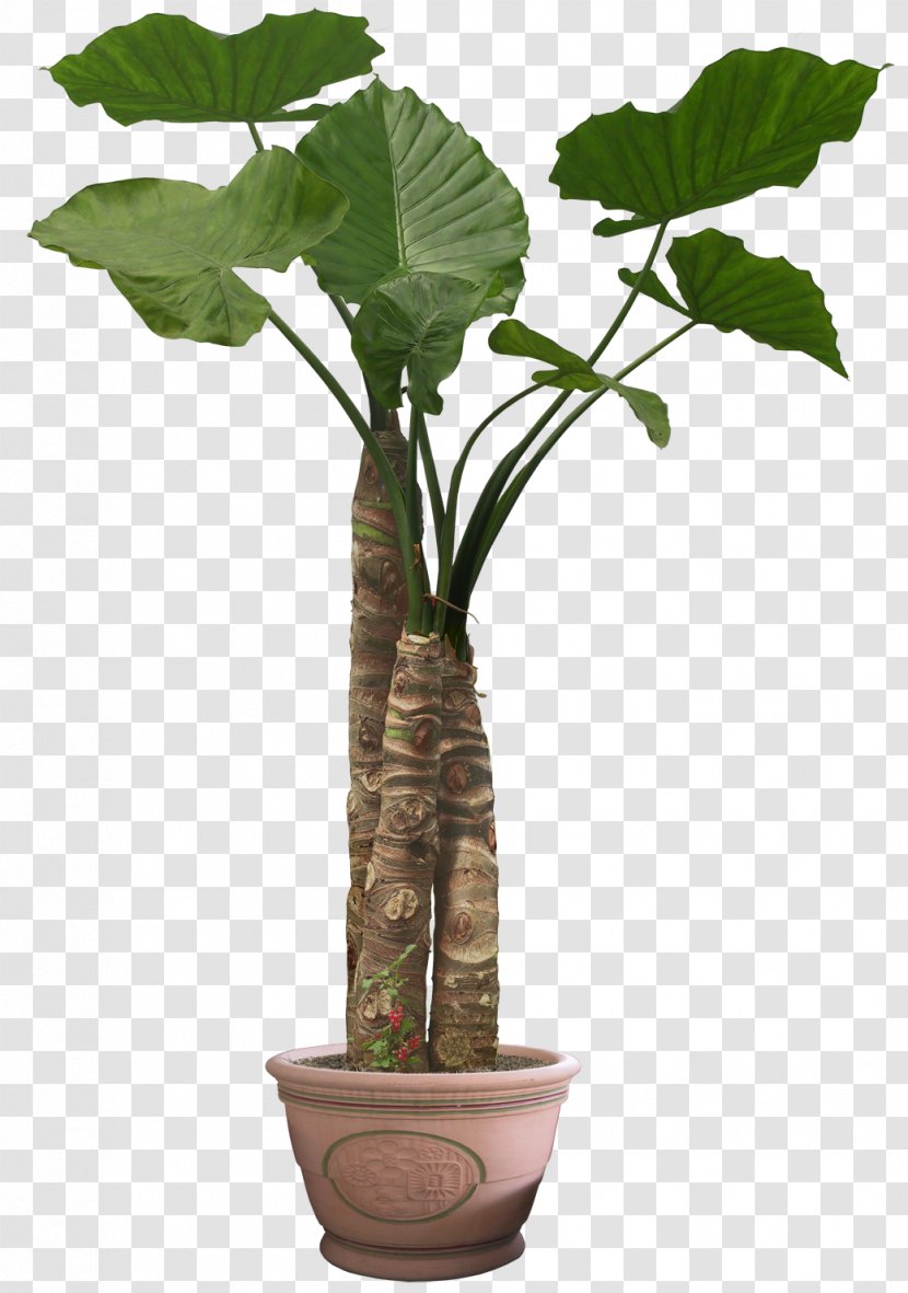 Flowerpot Houseplant Tree - Plant Transparent PNG