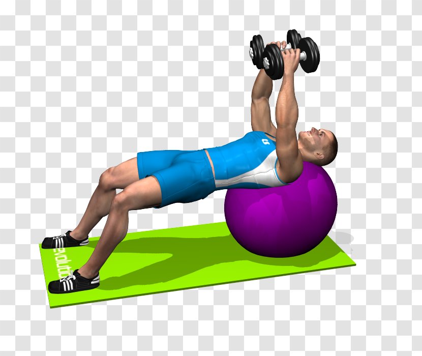 Exercise Balls Physical Fitness Dumbbell Crunch Bench - Calf - Fly Transparent PNG