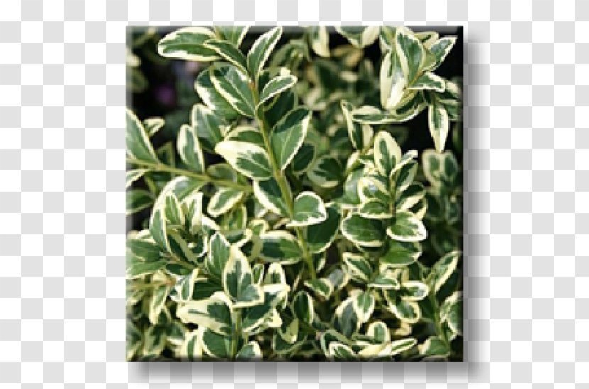 Buxus Sempervirens Euonymus Japonicus Evergreen Shrub Cherry Laurel - Tree - Boxwood Transparent PNG