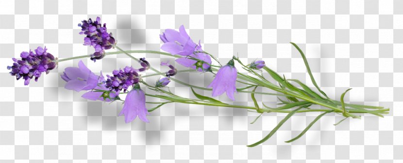 Violet Flower Lilac Lavender Clip Art - тепло Transparent PNG