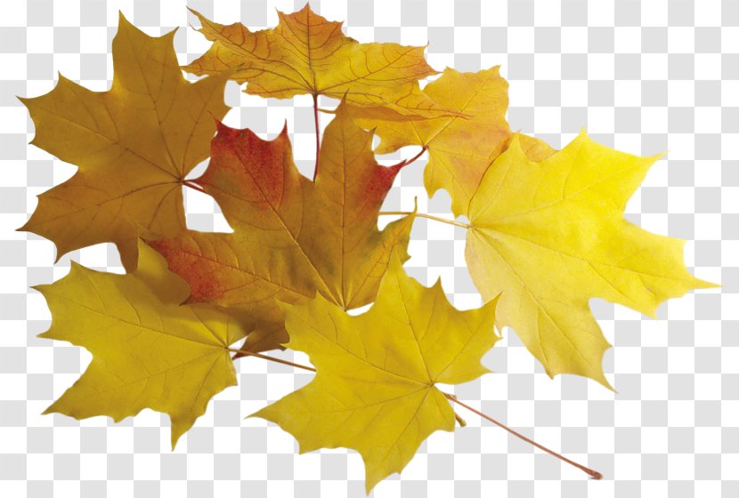 Leaf Autumn Leaves Clip Art Transparent PNG