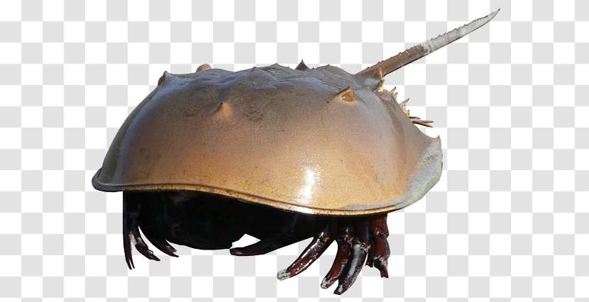 The Horseshoe Crab Decapods - Wiki Transparent PNG