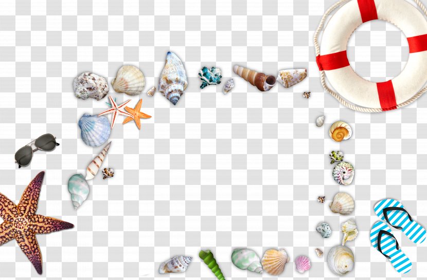 Seashell Beach Sea Snail - World Wide Web - Elements Transparent PNG