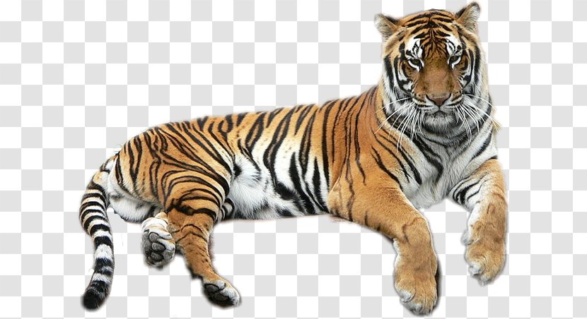Bengal Tiger Golden Lion Liger Felidae Transparent PNG