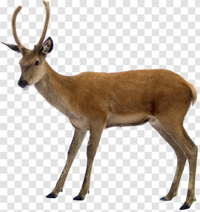 Reindeer Moose - Image File Formats - Deer Transparent PNG