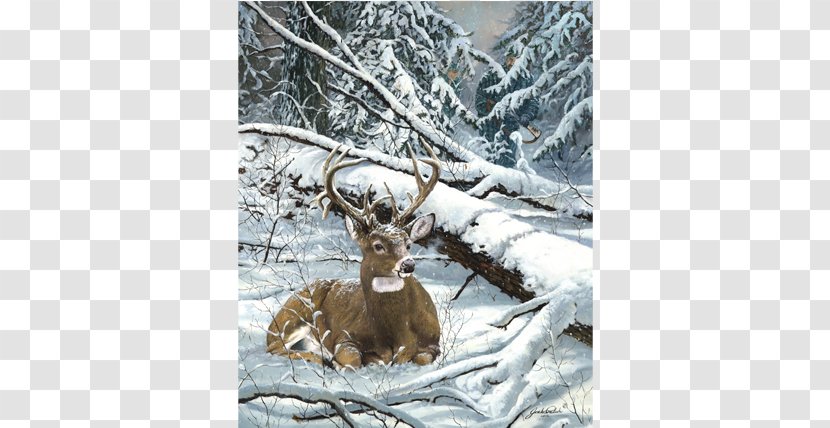 Reindeer White-tailed Deer Elk Hunting - Whitetail Transparent PNG