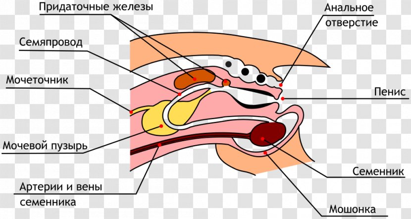 Domestic Rabbit Male Reproductive System Reproduction - Cartoon Transparent PNG