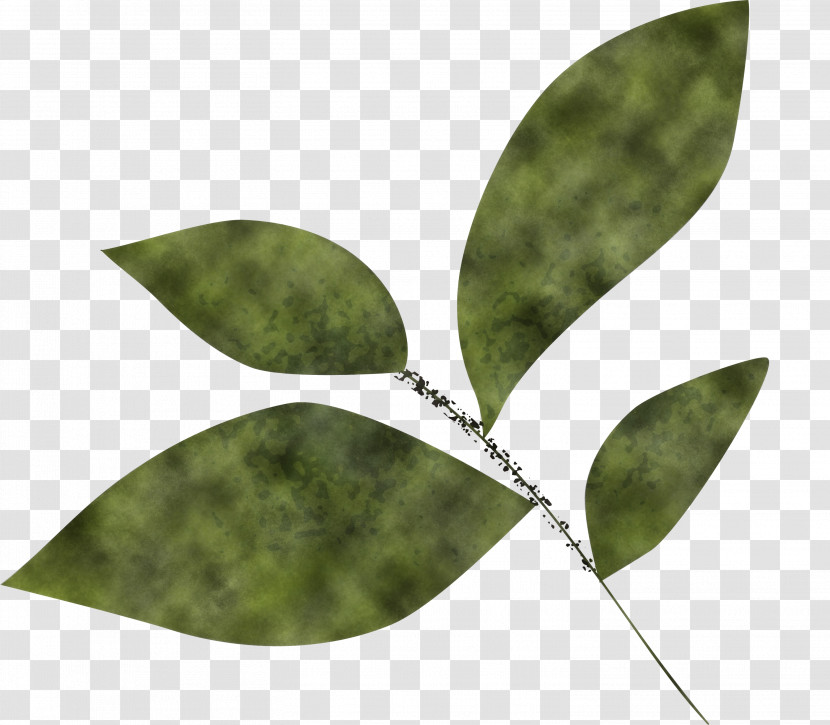 Olive Leaf Transparent PNG