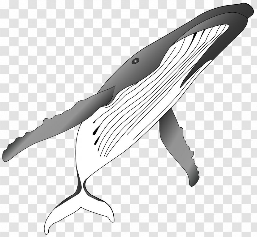 Humpback Whale Killer Clip Art - Monochrome - Sharks Grayscale Transparent PNG